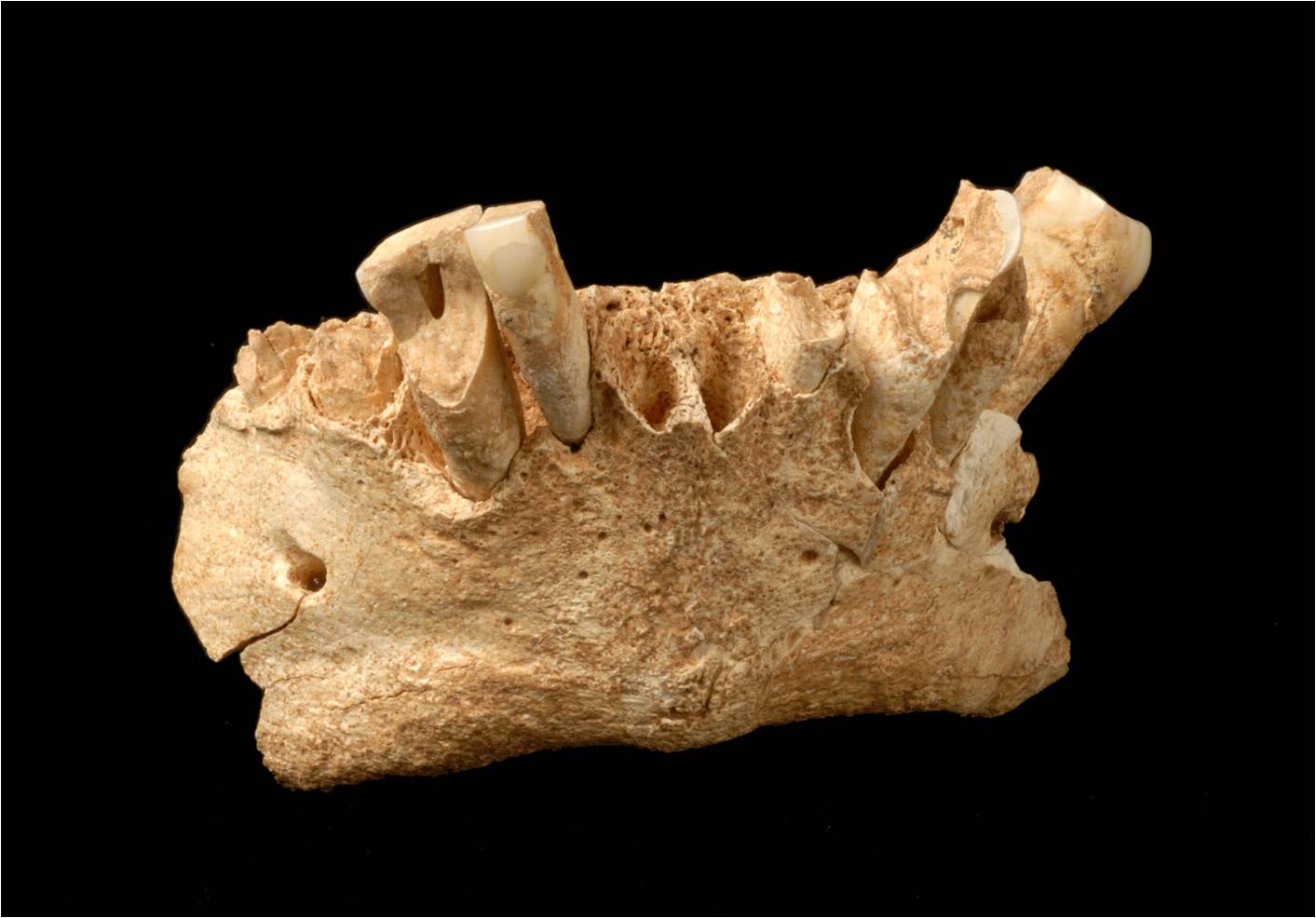 cenieh_mandibulaatapuerca